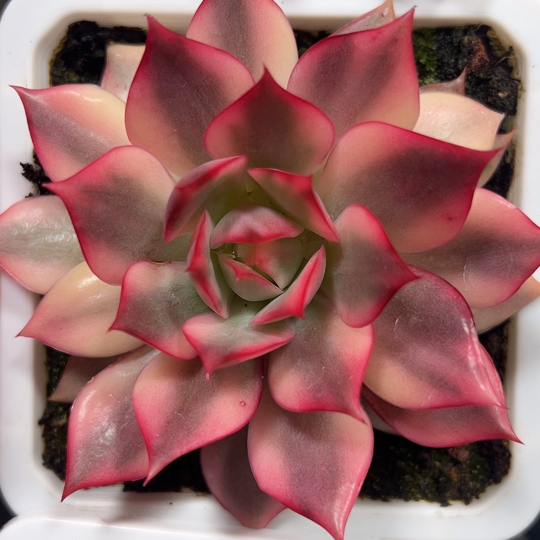 宝莲灯锦多肉植物