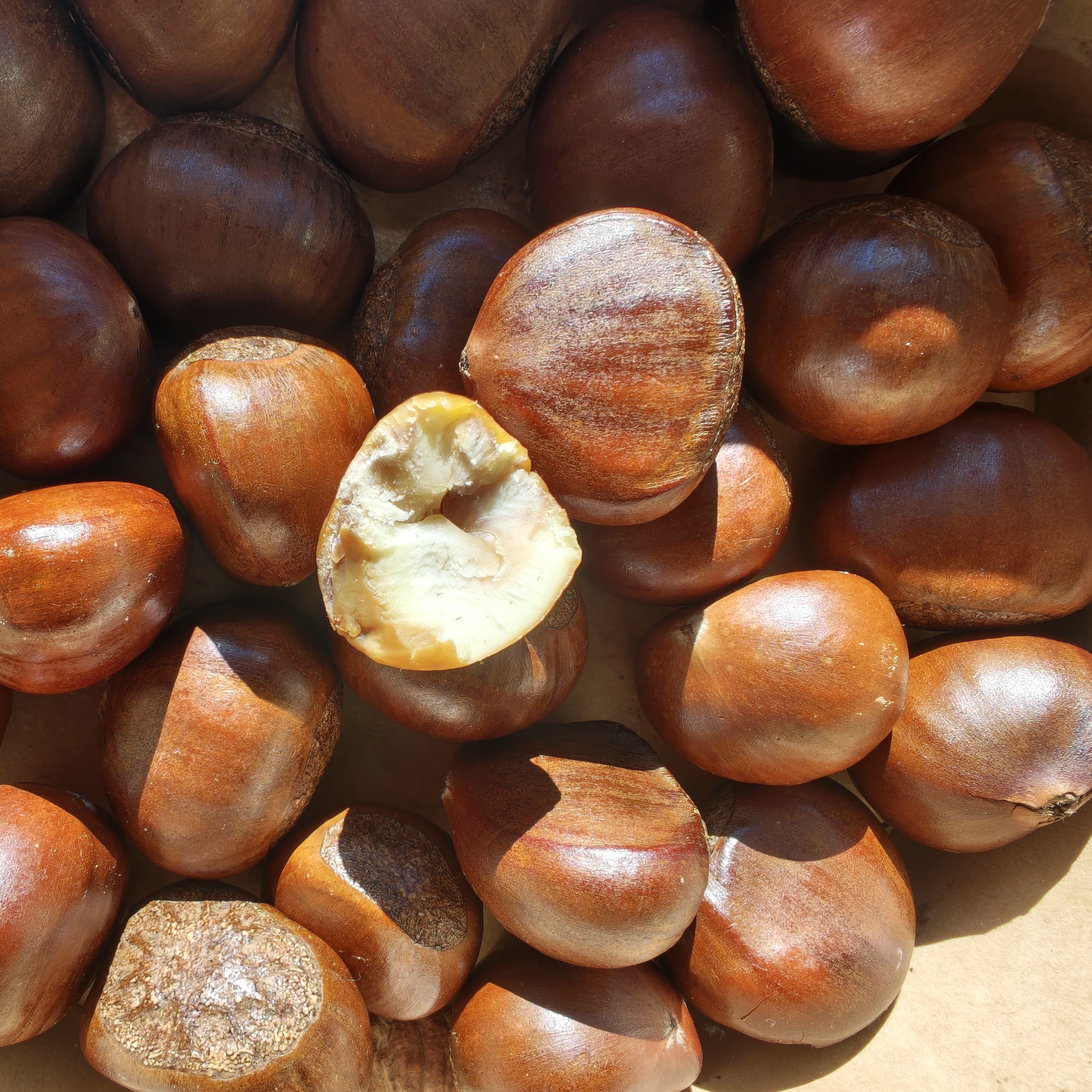 新鲜糖炒板栗400g现炒现卖迁西板栗