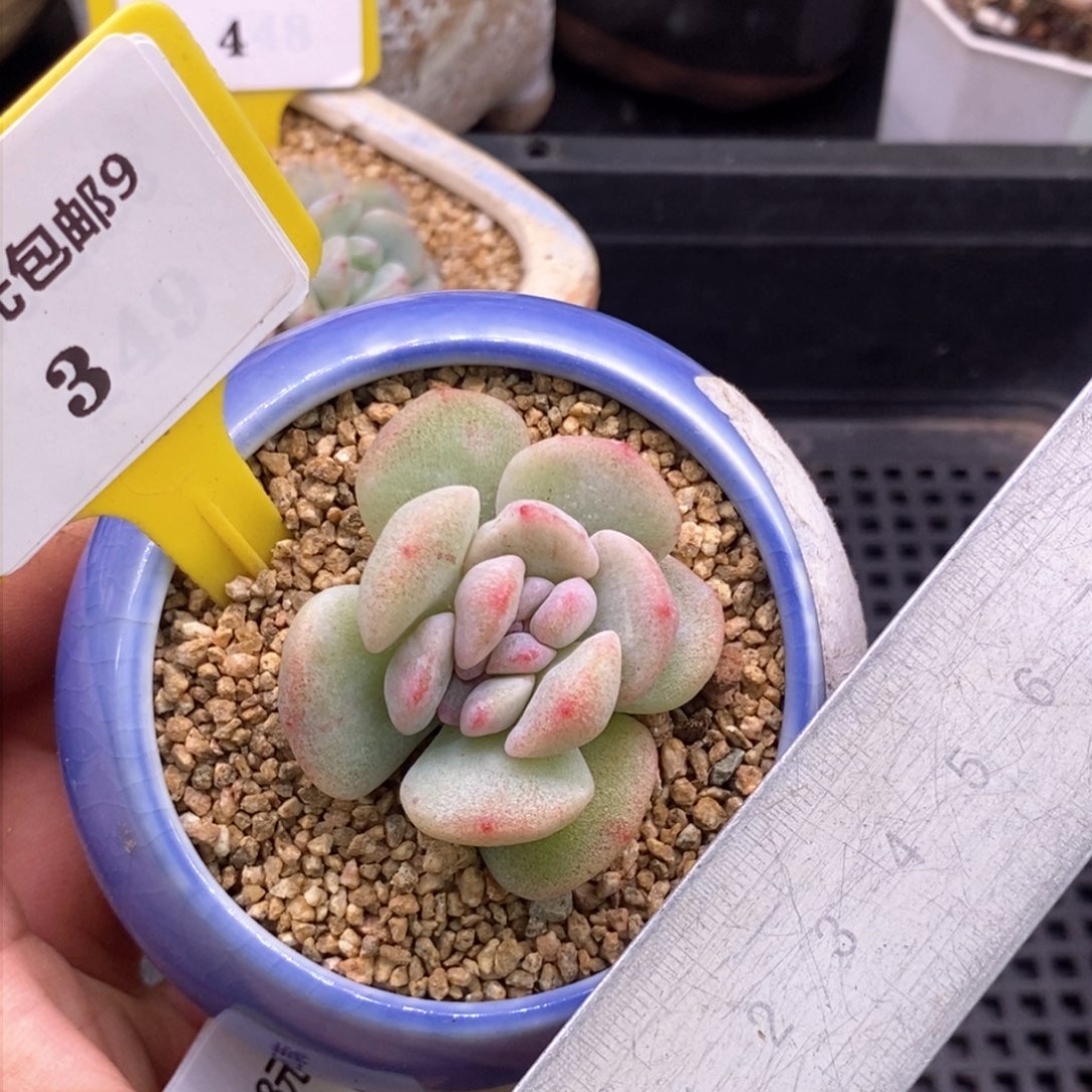 93冰玉石化缀多肉