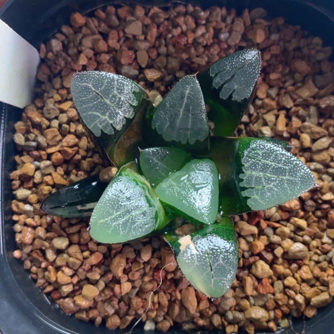 29.十二卷多肉实生克锦。   