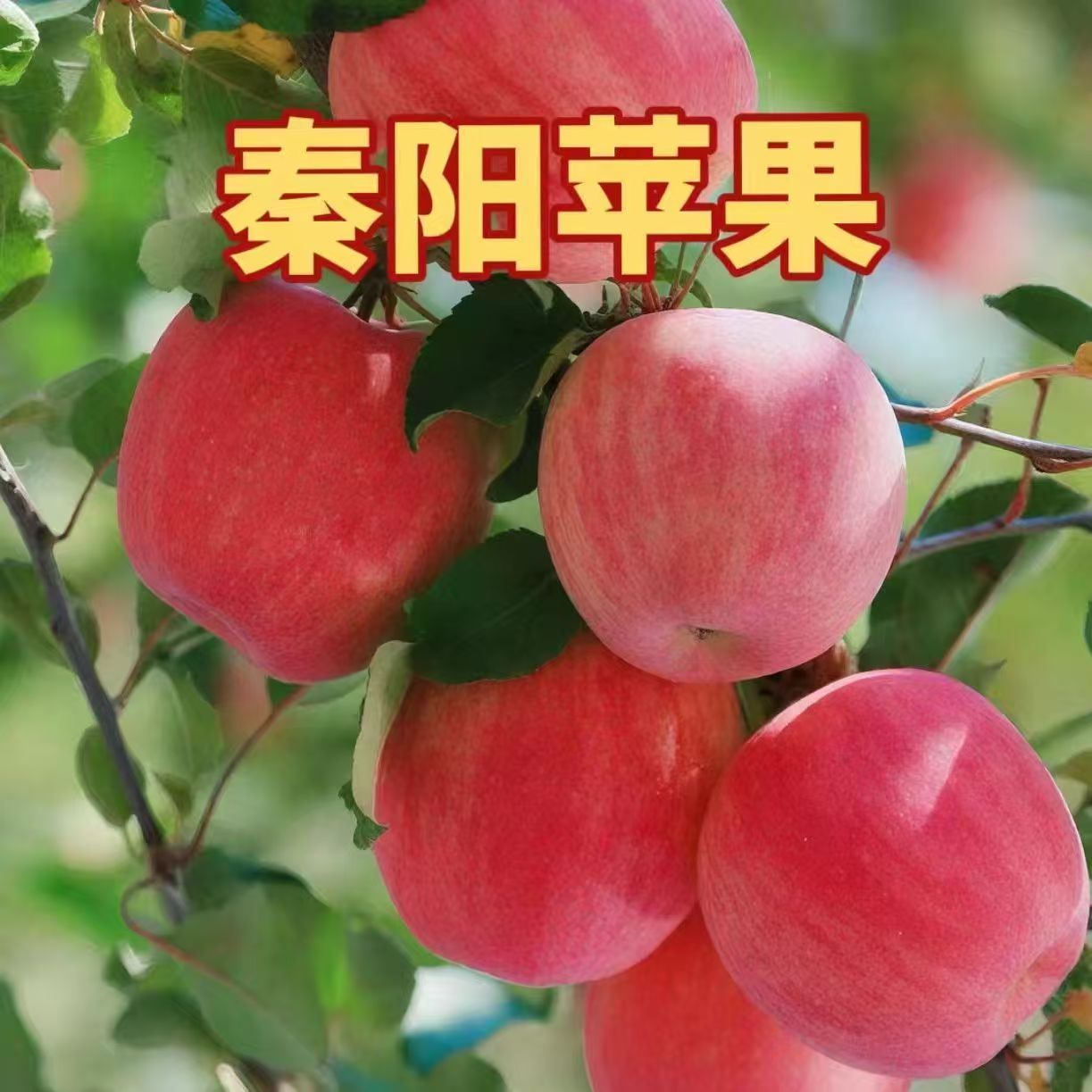秦阳苹果树苗嫁接脱毒丰产抗寒脆甜多汁庭院地栽盆栽基地直发果苗