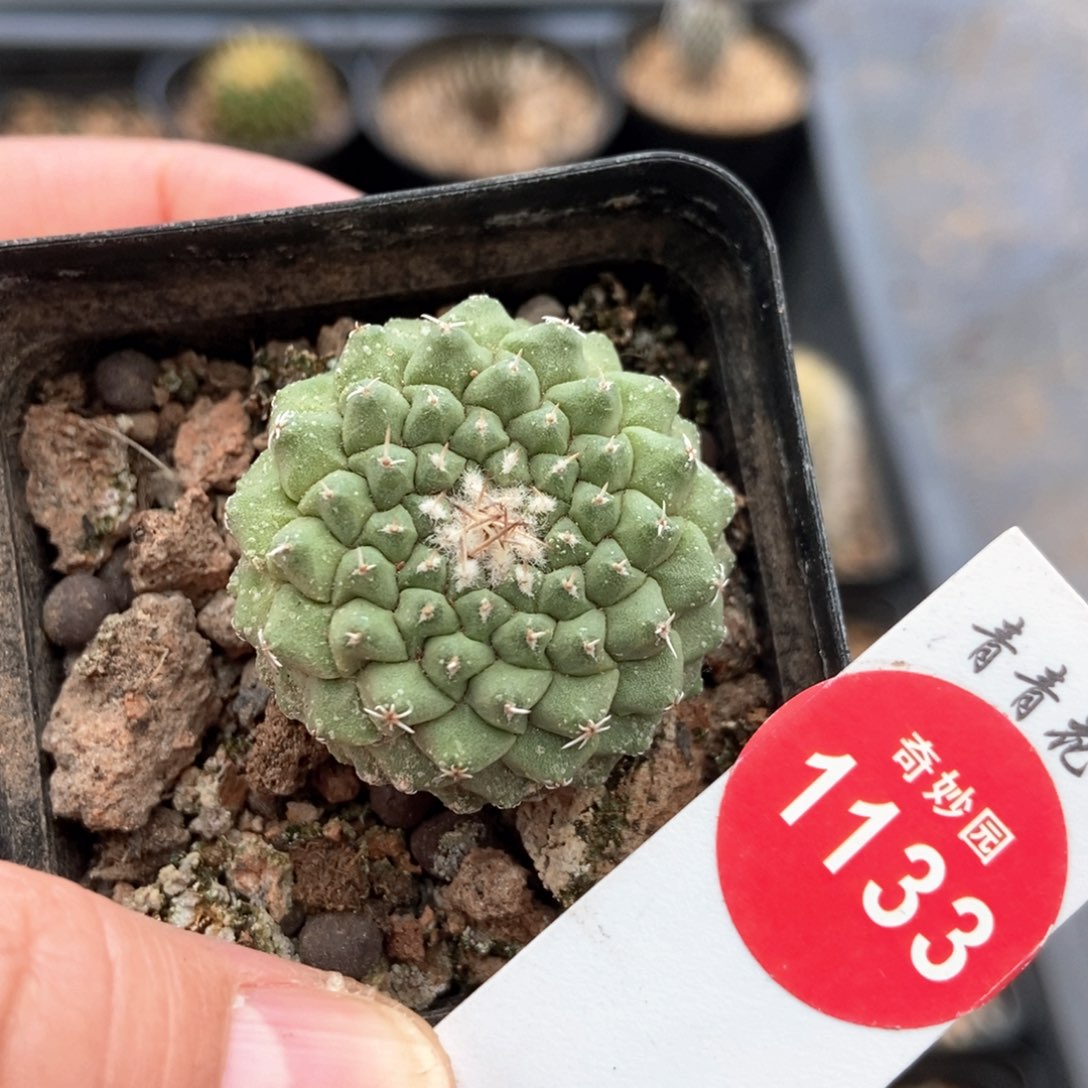 实生母本菊水3cm
