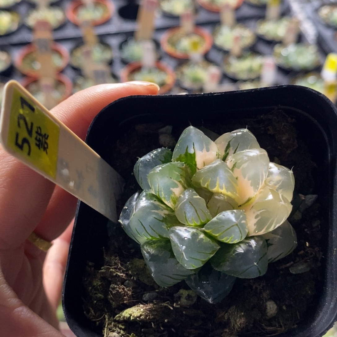 不开花植物521水中月
