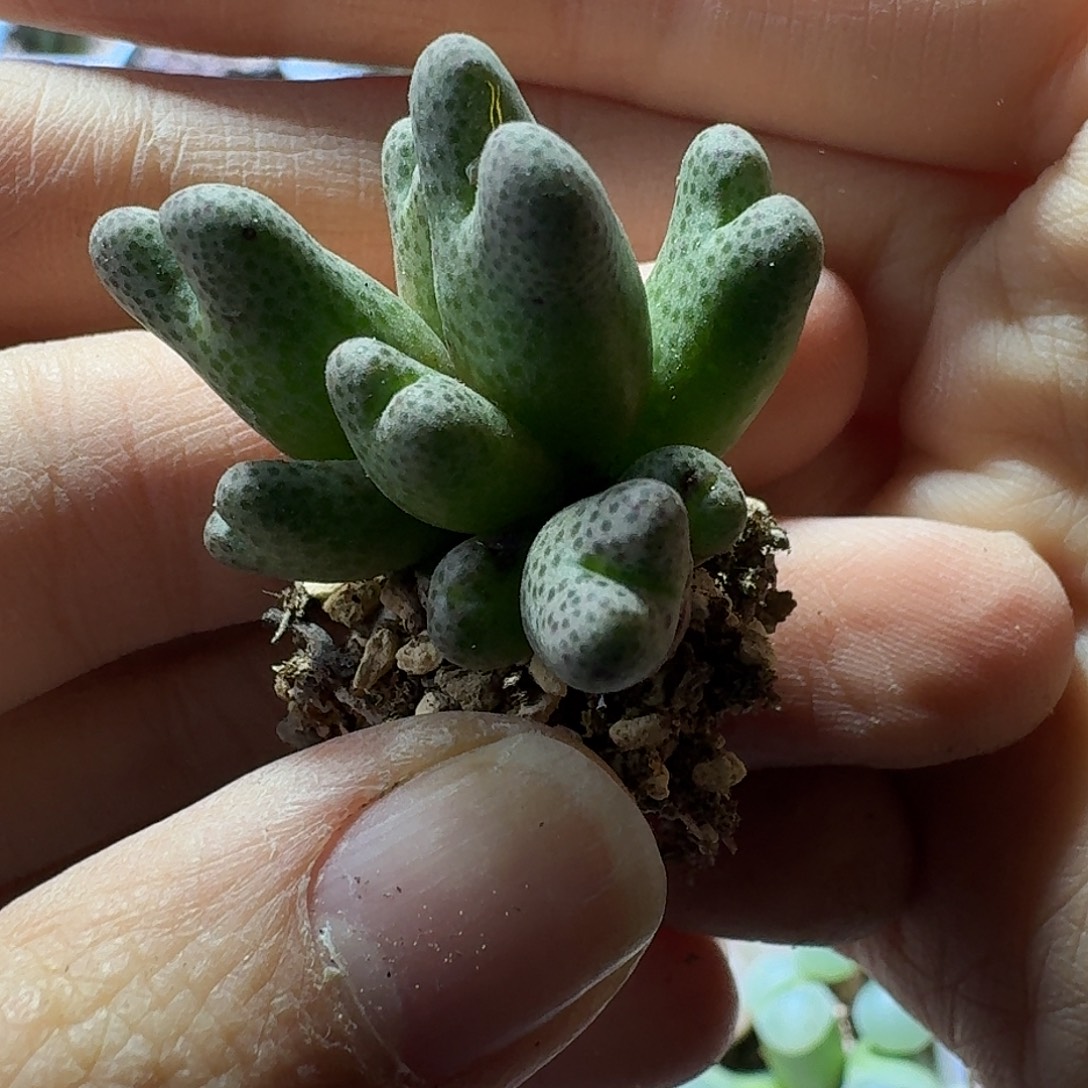 61号九头斑马群一物一拍