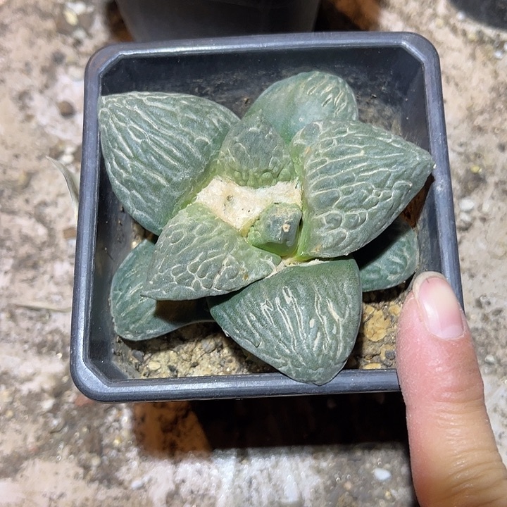 满38包邮2天凑单，脱土晾根发货多肉植物自根牡丹