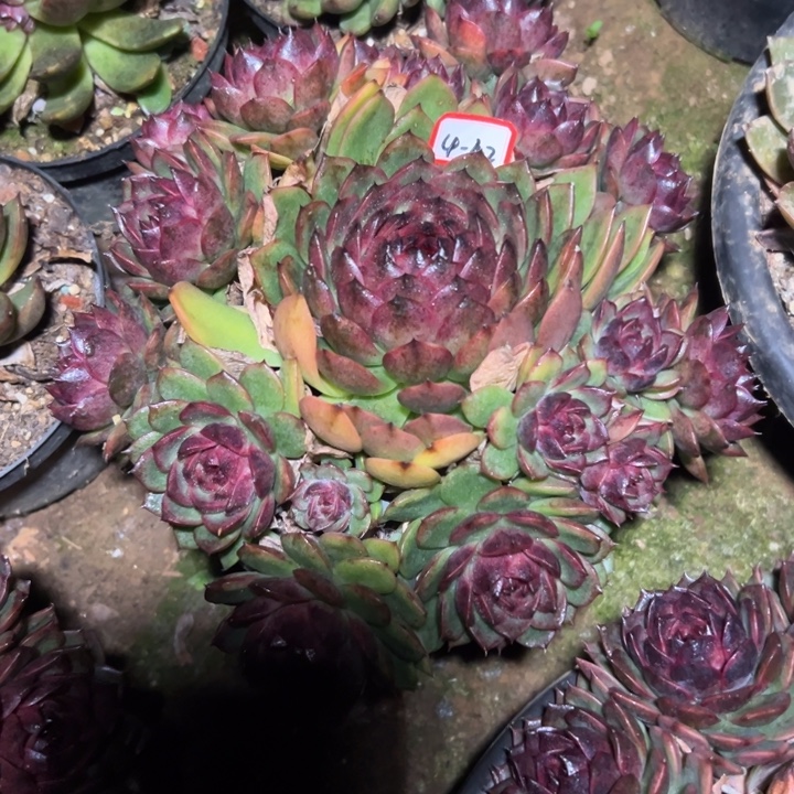 话****精品多肉植物老桩