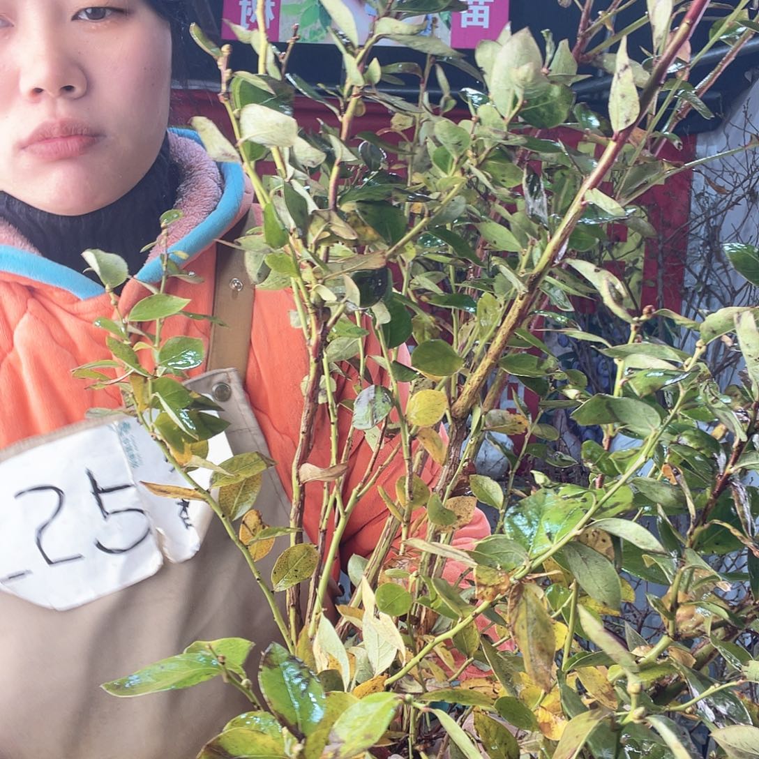 完全开放大果纯甜无酸蓝莓