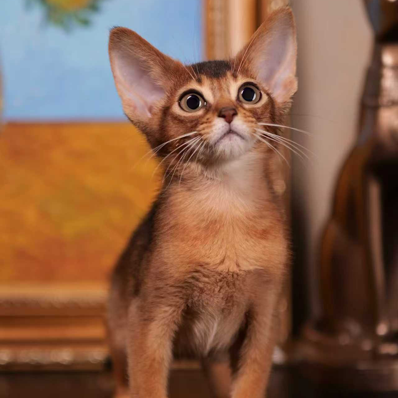 原始色弟弟 厄加特U（Urgat）MSY喵四爷猫舍活体宠物