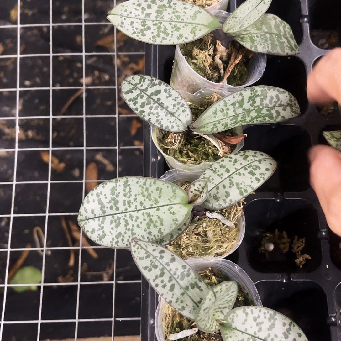 当前无花栽培后可以开花银叶1.7