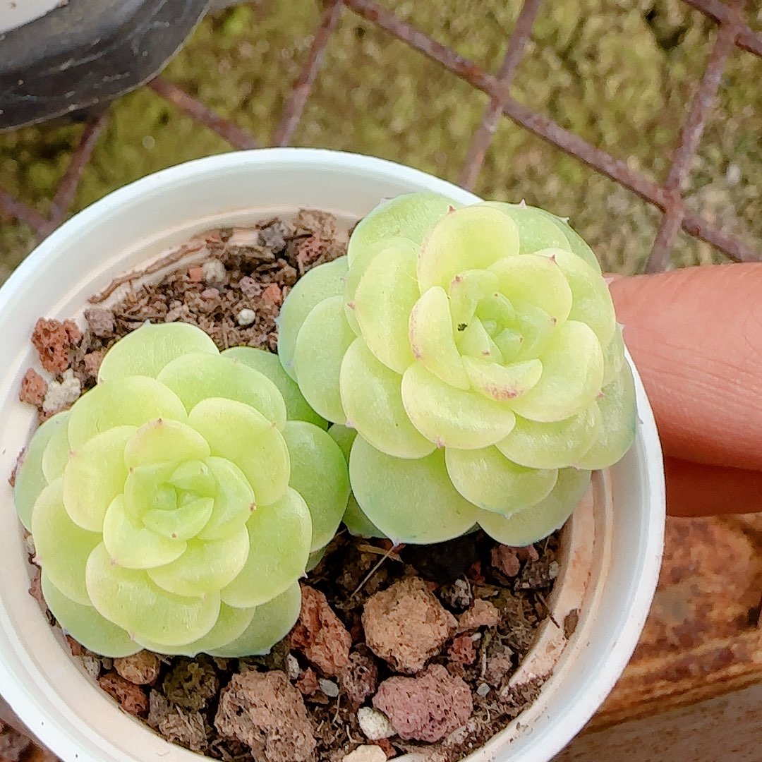 1207-94（ht-9）优选