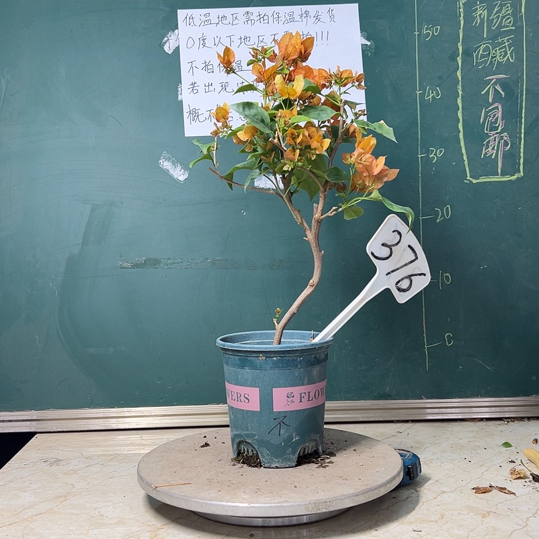 完全开放  橙不甜西瓜  造型  376