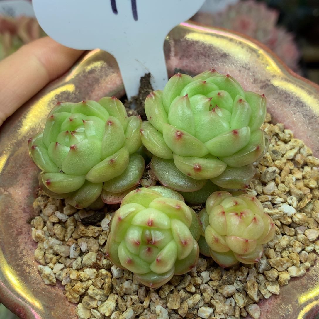 灯泡珍妮无砍群14