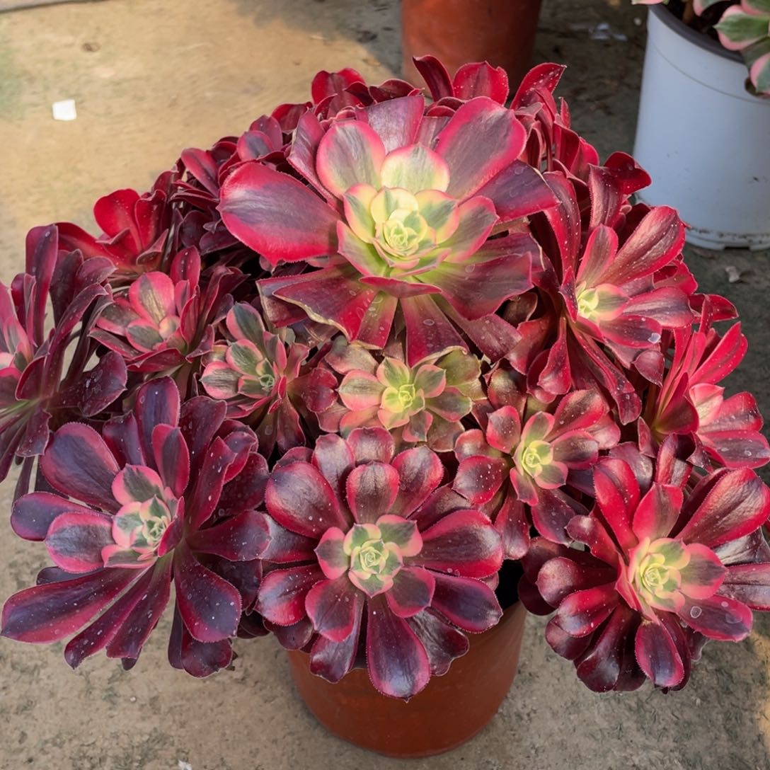 023美杜莎精品法师多肉