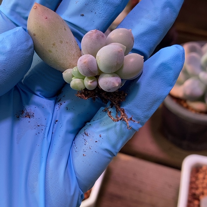贵妃奶多肉植物多肉植物