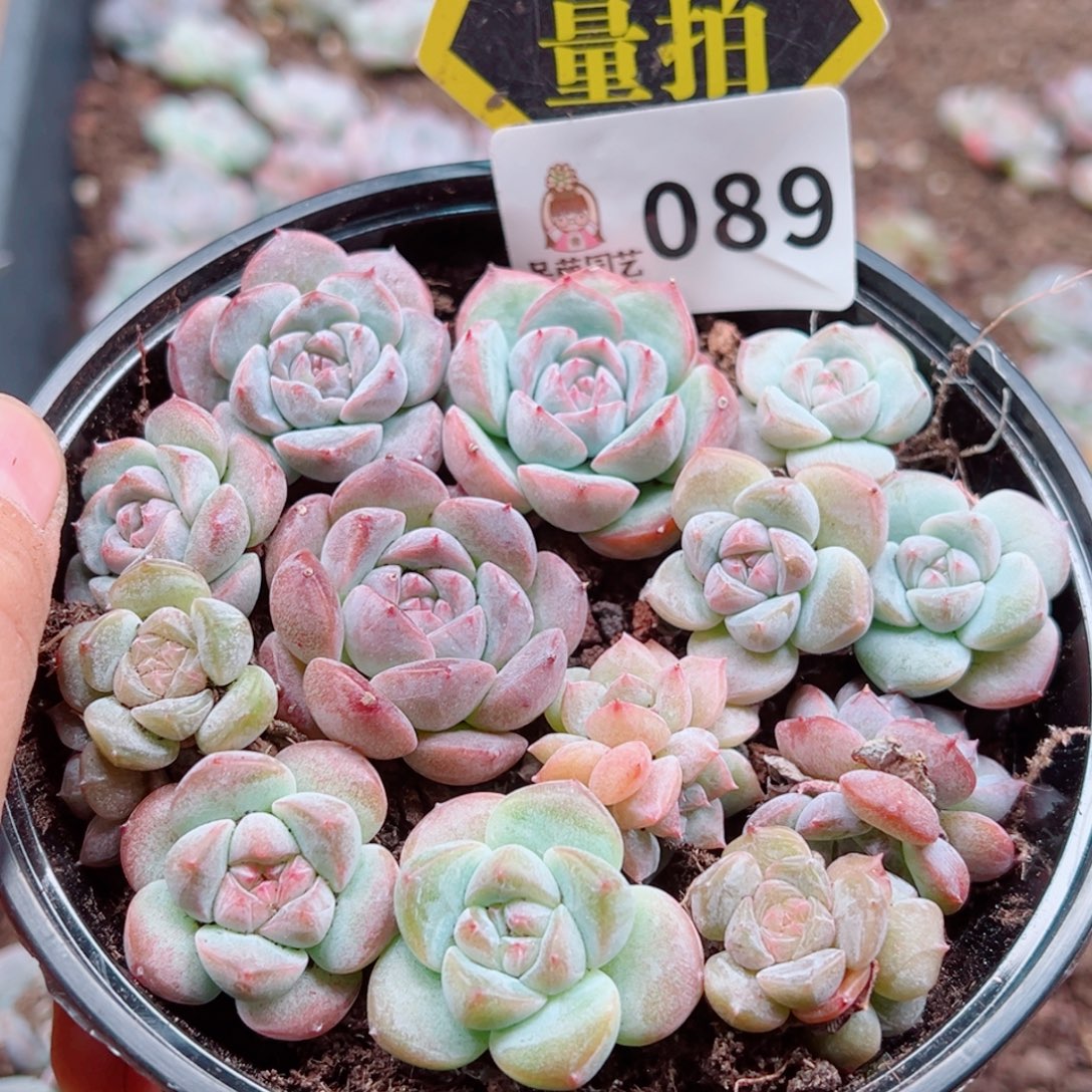 多肉植物多肉植物