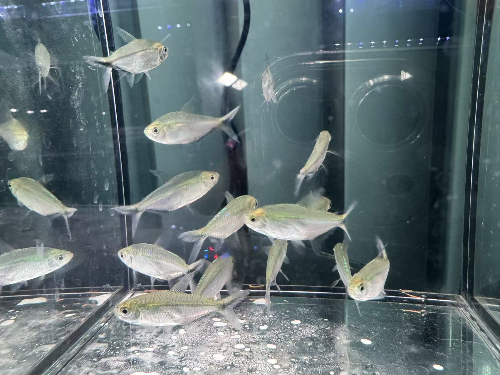 【黑尾大勾】群体之王活体热带淡水观赏鱼溪流缸必备可混养草缸群游