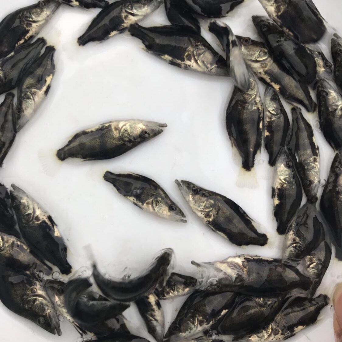 淡水鳜鱼桂花鱼翘嘴鳜观赏鱼活体冷水猛鱼可养殖