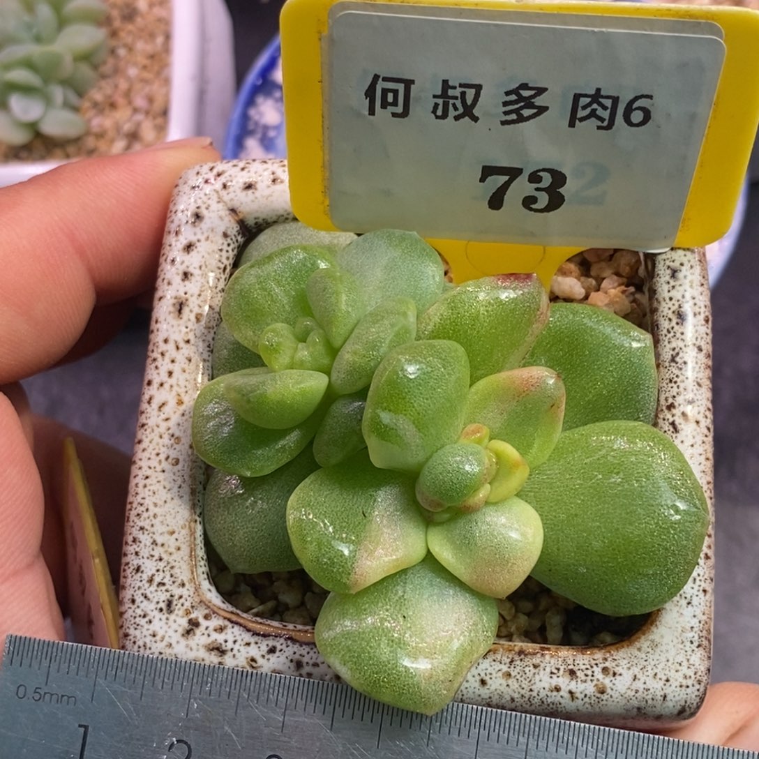 673冰玉石化变异拉丝锦