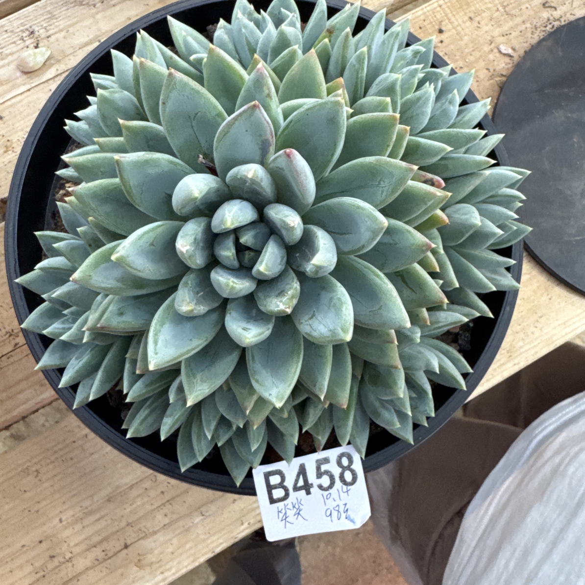 B458，笑笑，多肉植物红蛋