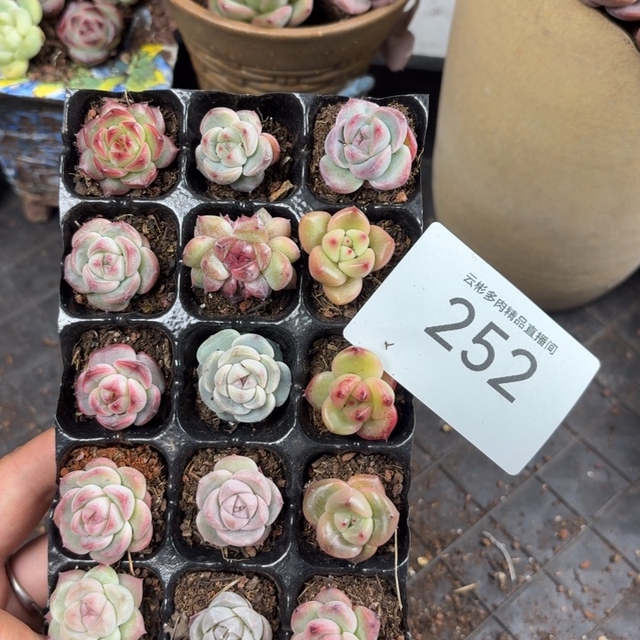 252。             