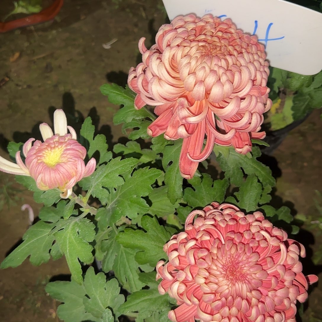 无花朵D1111111111