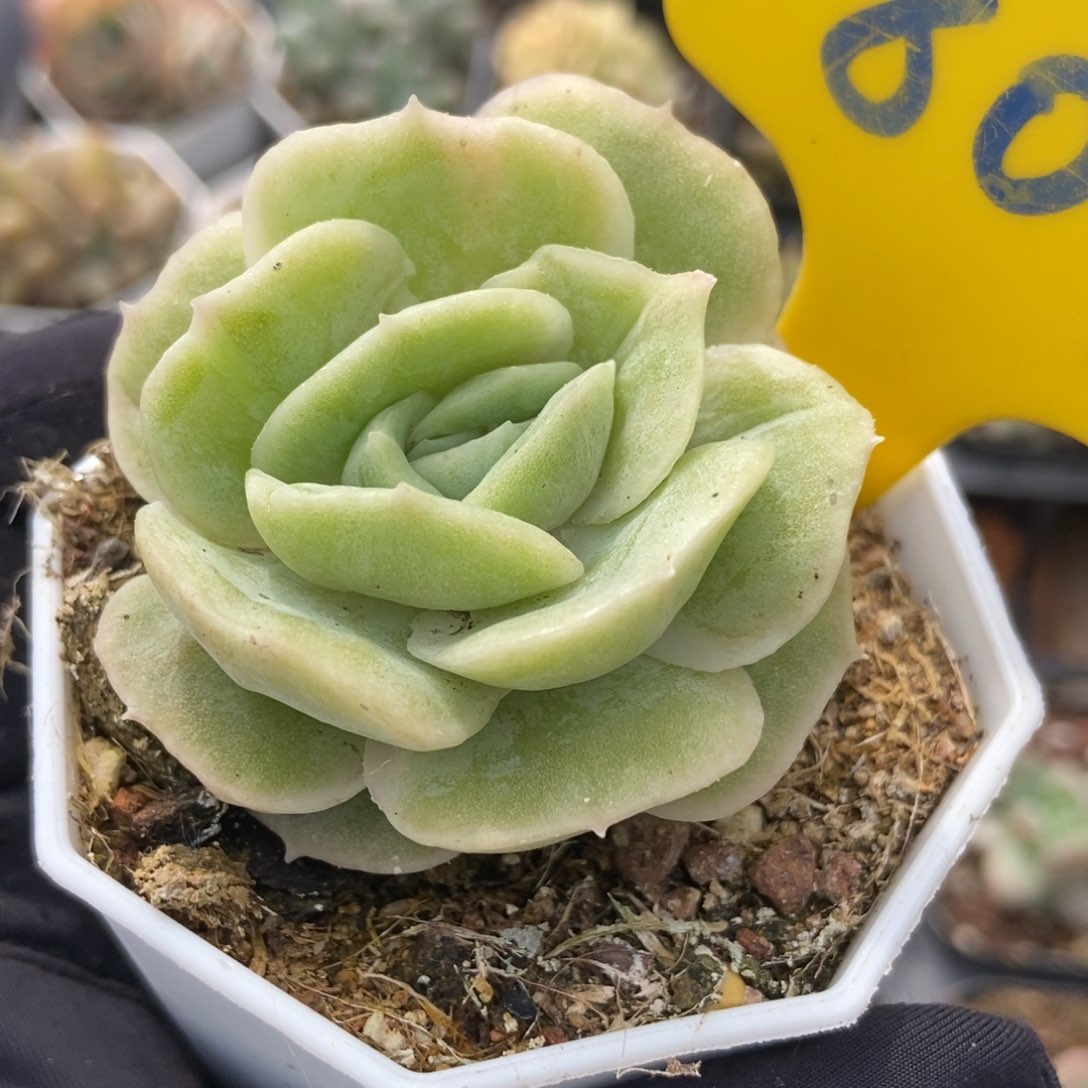 804昂斯诺石化多肉植物保护