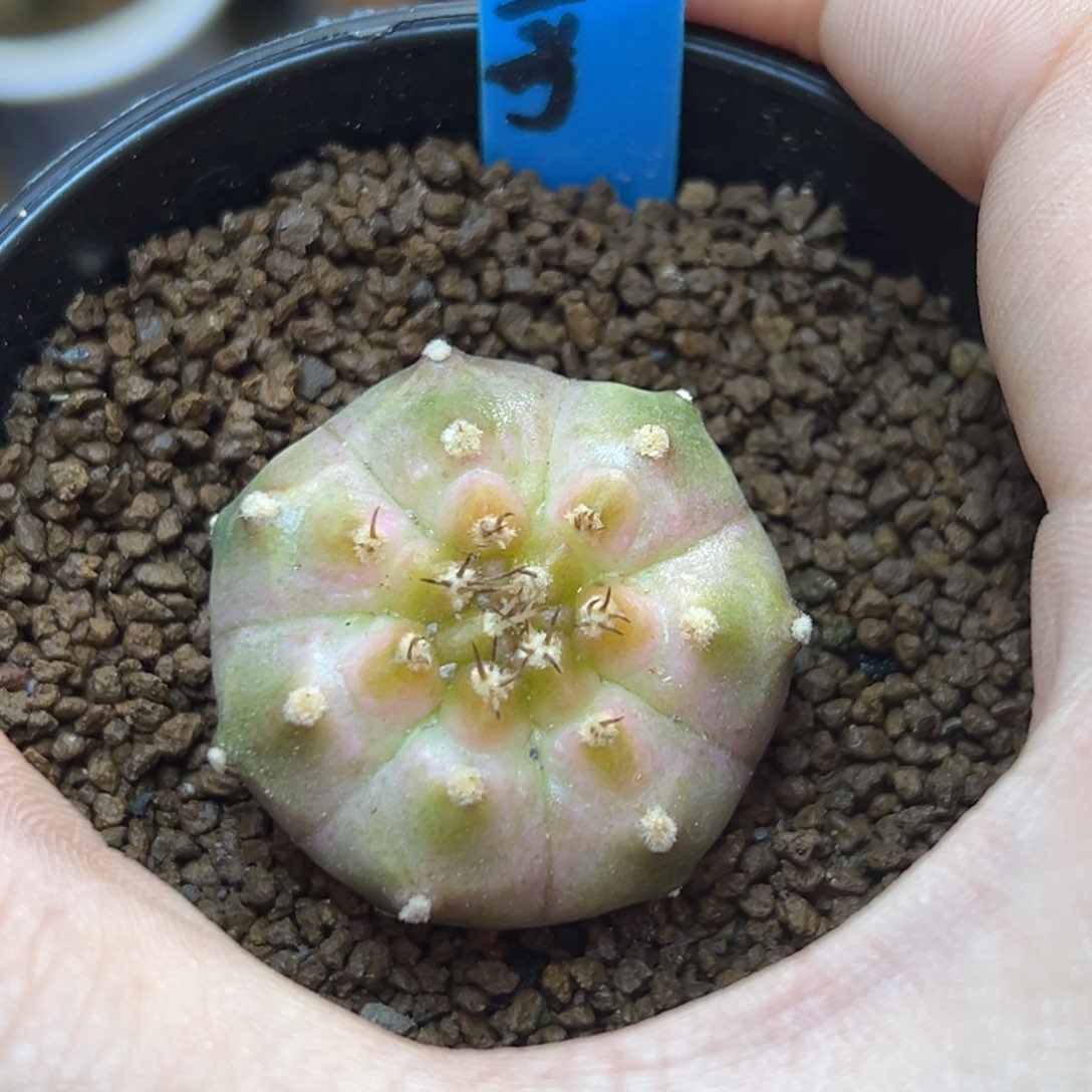 泰系侧芽白锦轮回104