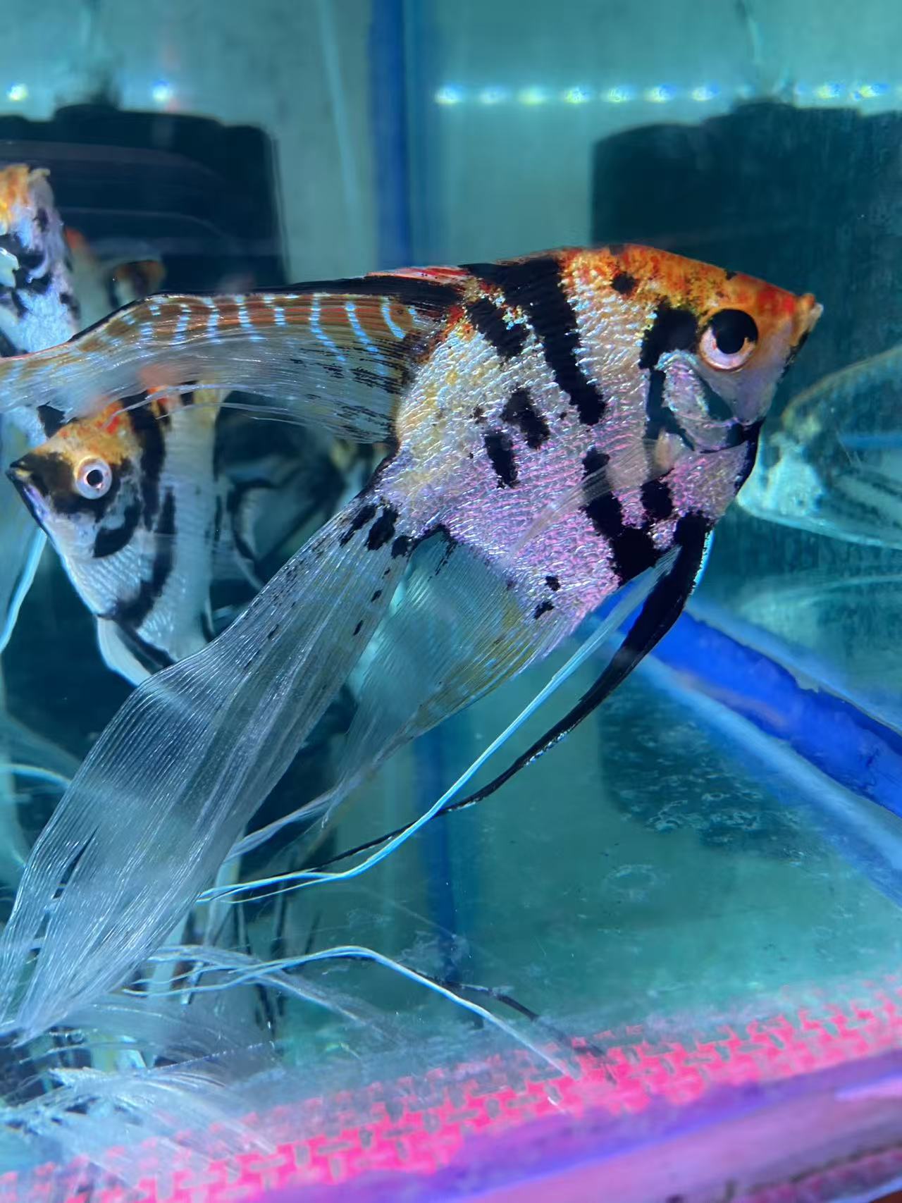 熊猫长鳍长尾红头神仙燕鱼熊猫燕鱼三色燕热带淡水观赏鱼好养耐活