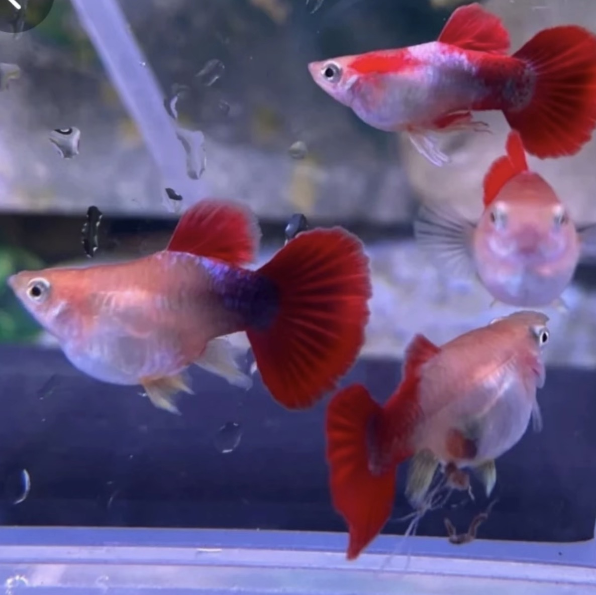 黄爆球孔雀鱼观赏鱼带肚临产精品孔雀鱼