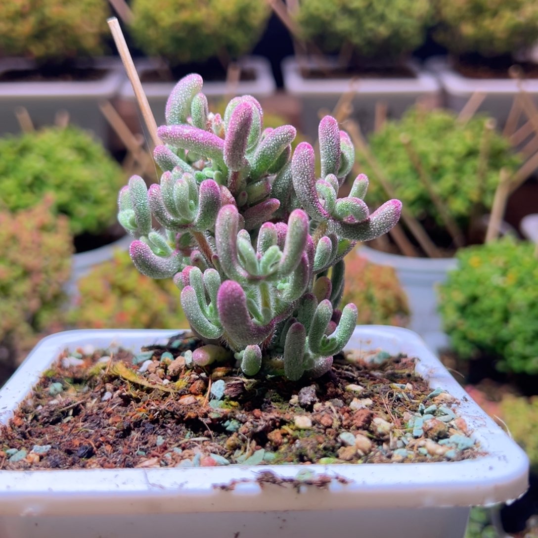 367紫闪光一物一拍带盆土发货