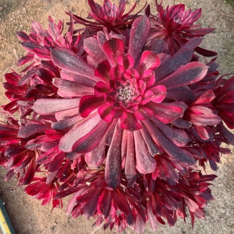 多肉植物红铜白锦