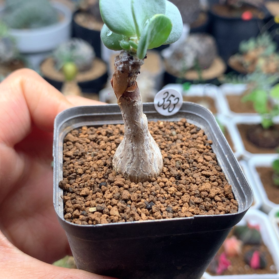 派马厚敦菊母本带盆