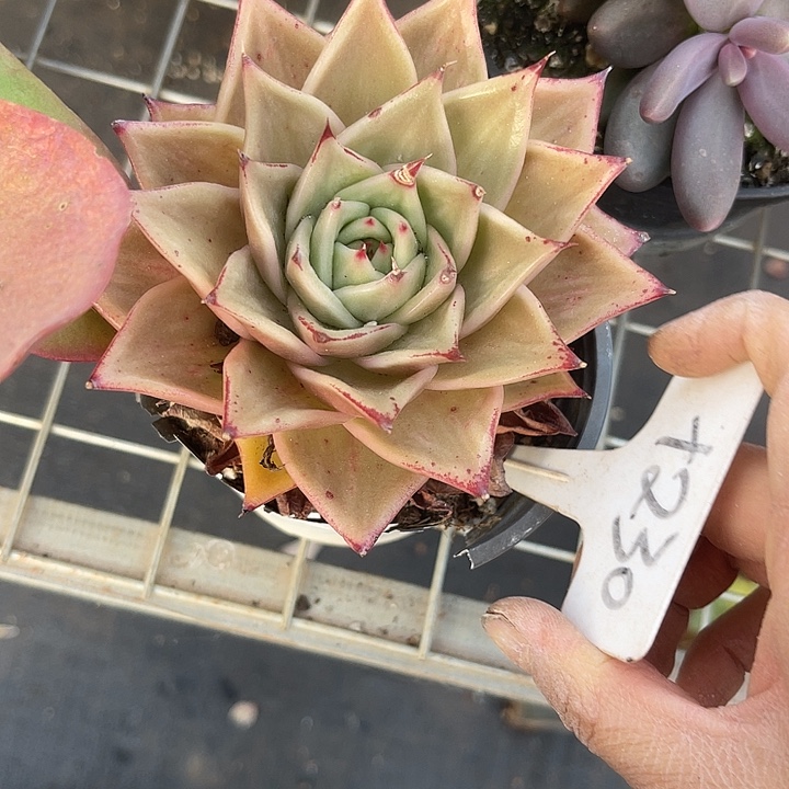 两单包邮，一物一拍230星星