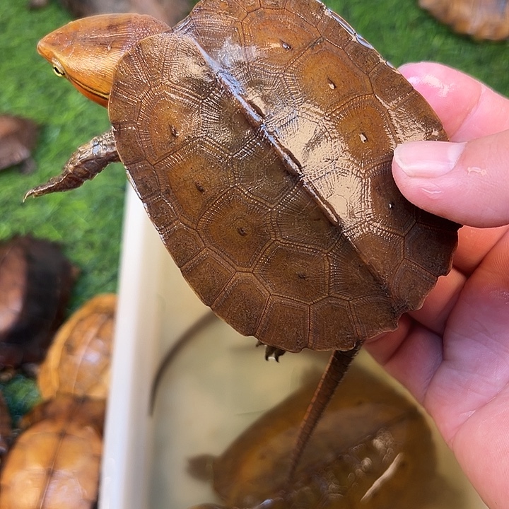 귀***다绿毛龟母剧院闭壳龟