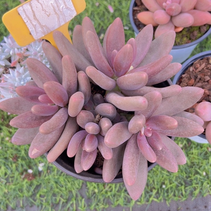 健健康康平平安安