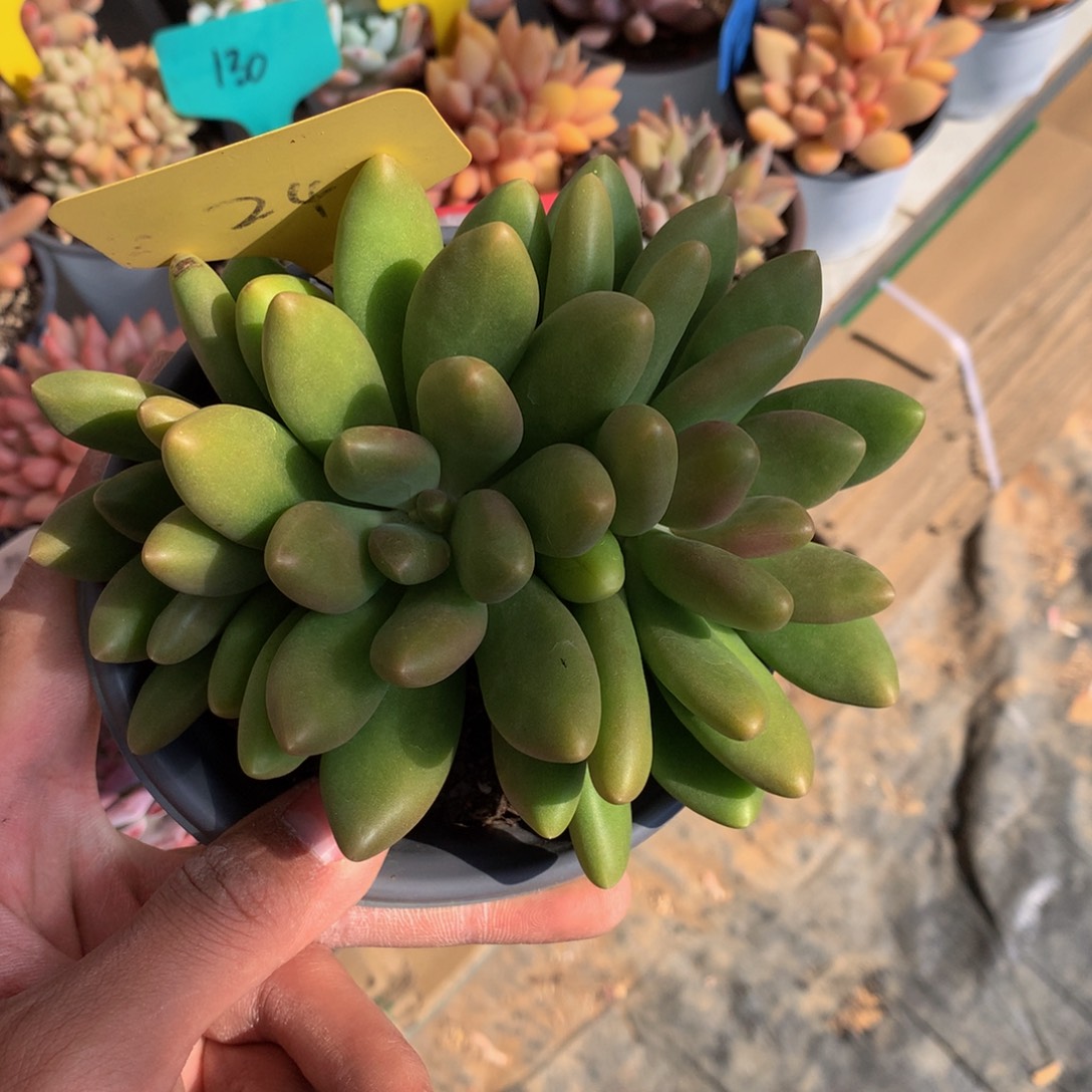 芒果奶444444445666