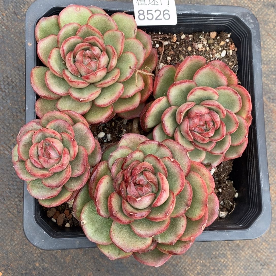 娜***姐全散特~8526~不包整散