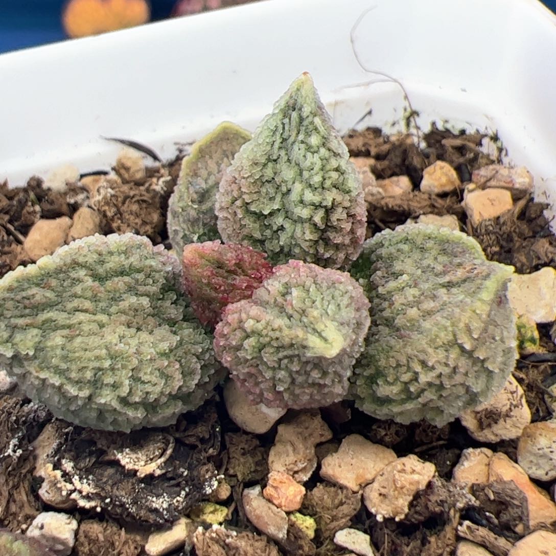 最**国杂交。  B159.