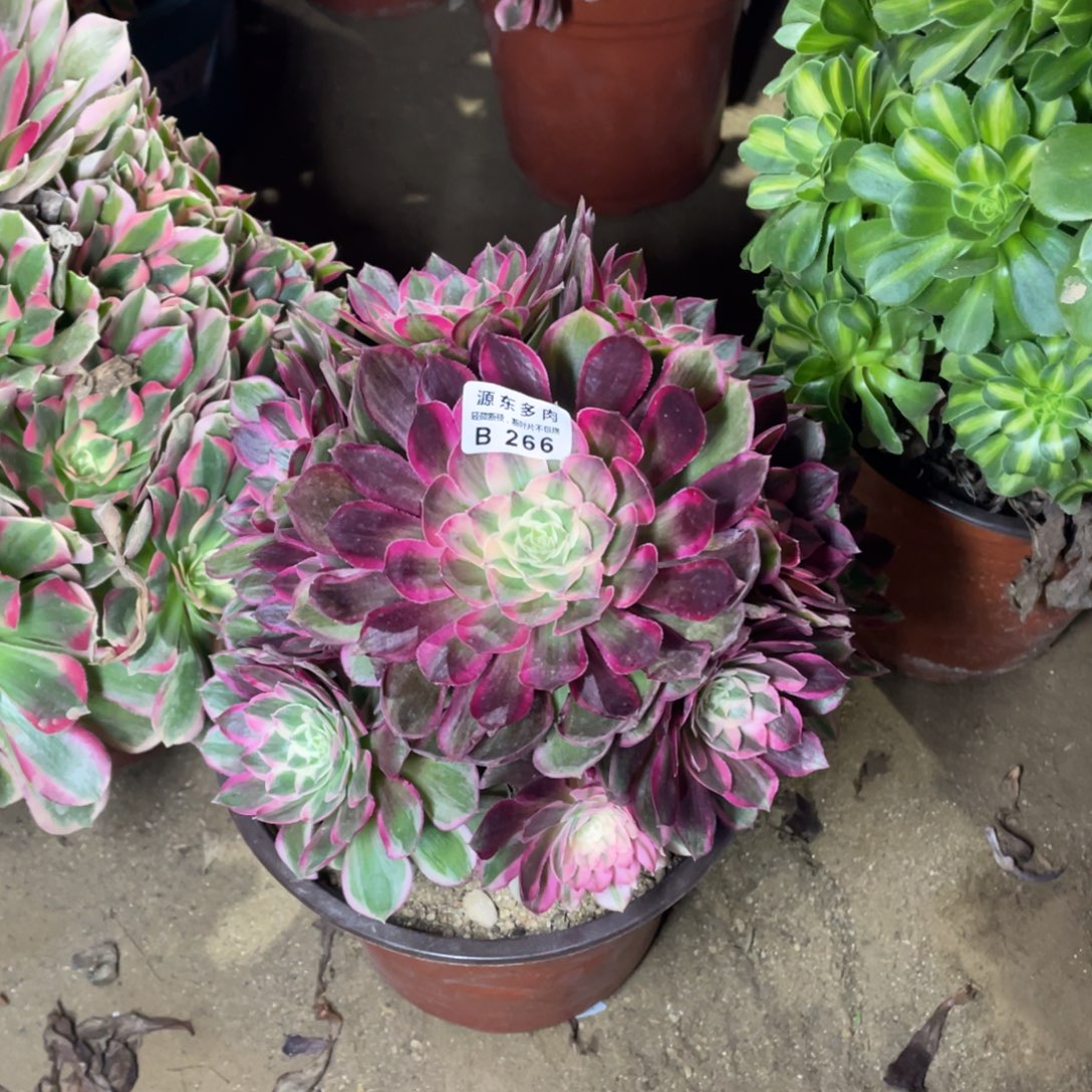 266孔雀翎多肉法师断枝不包