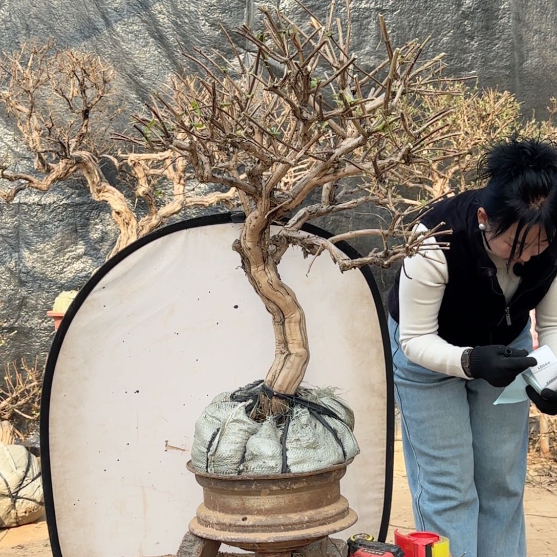 寰***化金银花金银花金花银花