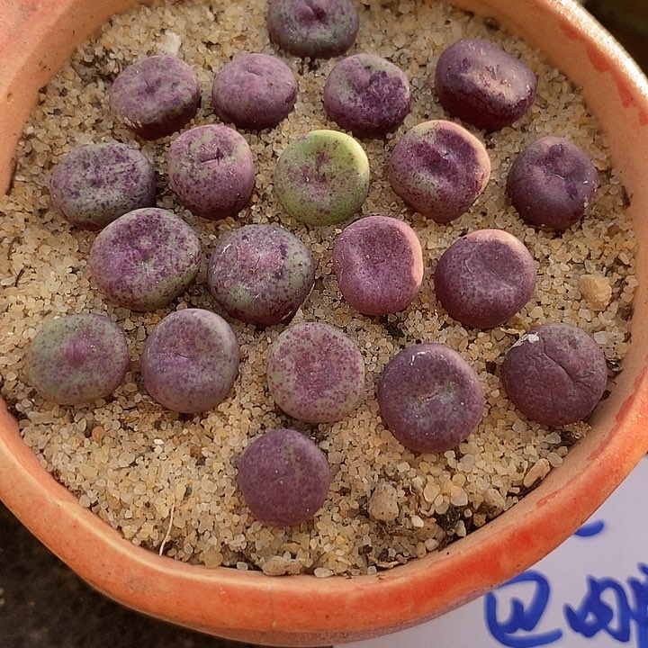 29511小红嘴ry1968一颗