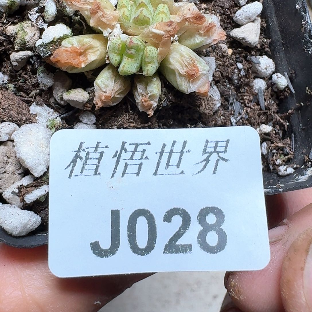 028盒多肉植物哇cv