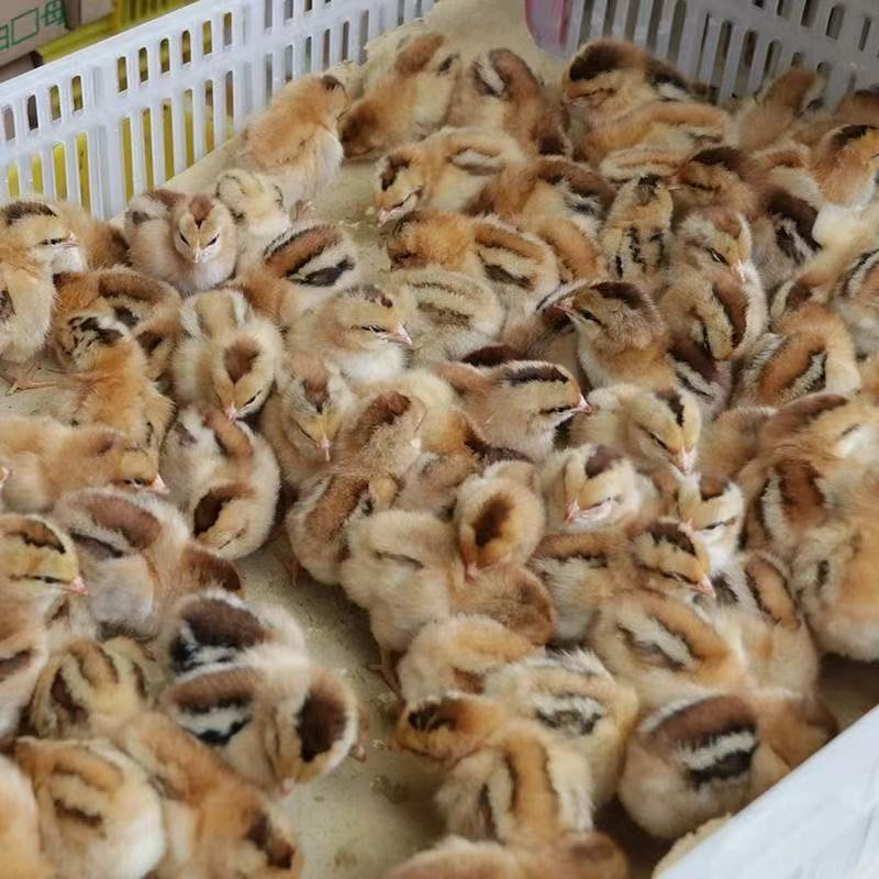 麻羽散养绿壳蛋鸡高产宠物鸡