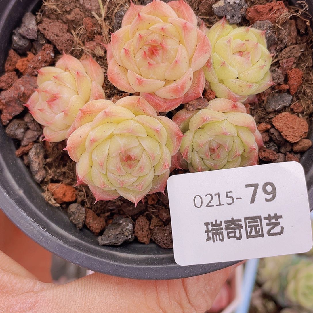 00000000000079一物一拍