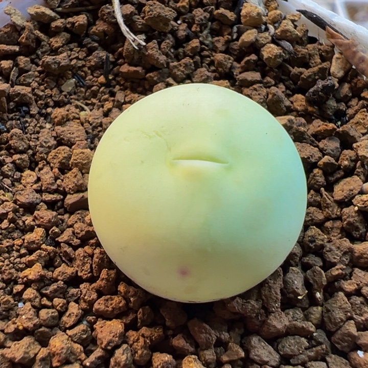 852多肉植物种类多样