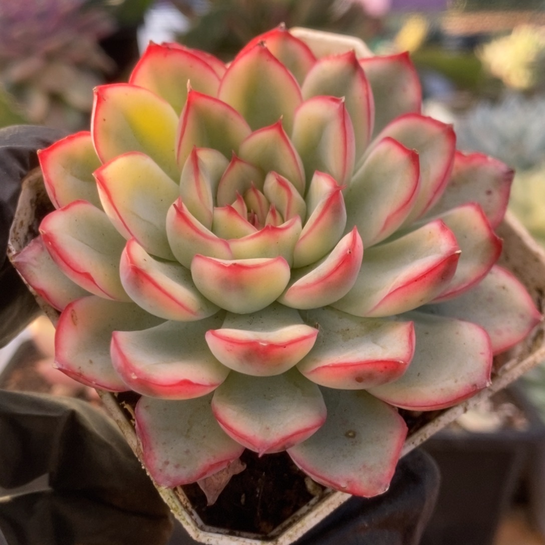 292荷花锦锦锦锦锦锦