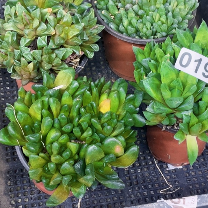 019雨露4盆一物一图如图