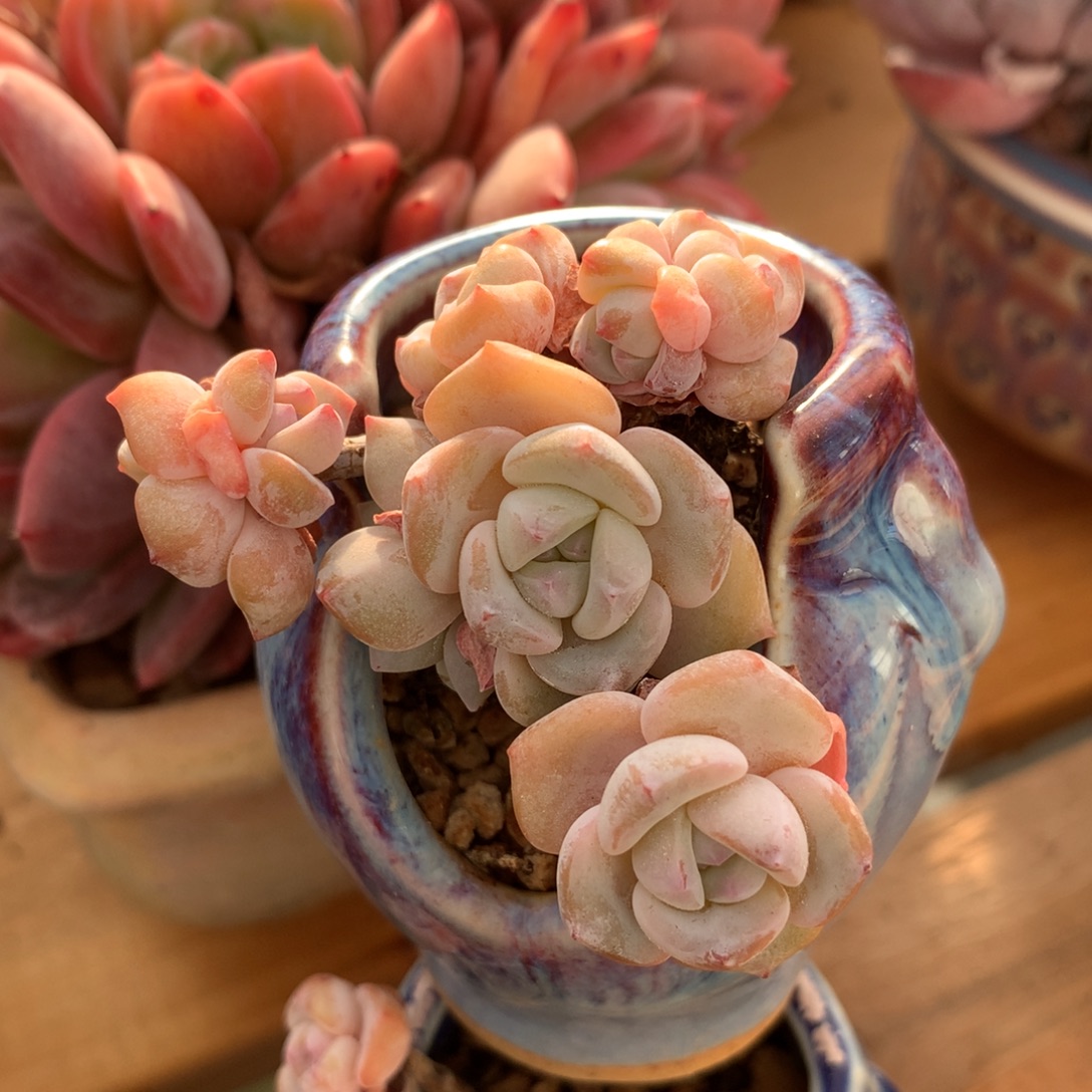 千层雪一物一拍 019