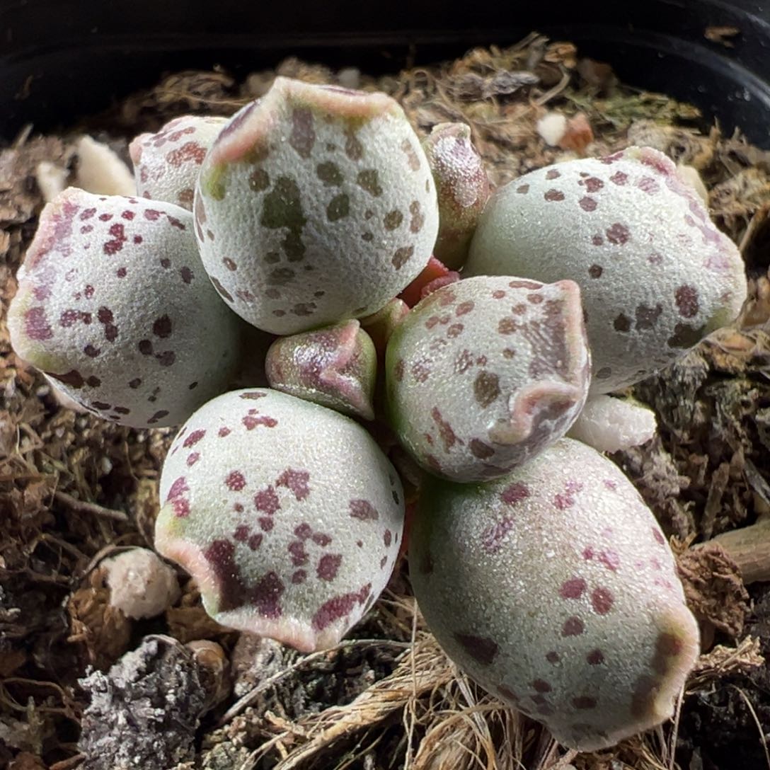 达摩海豹多肉植物水泡多肉植物