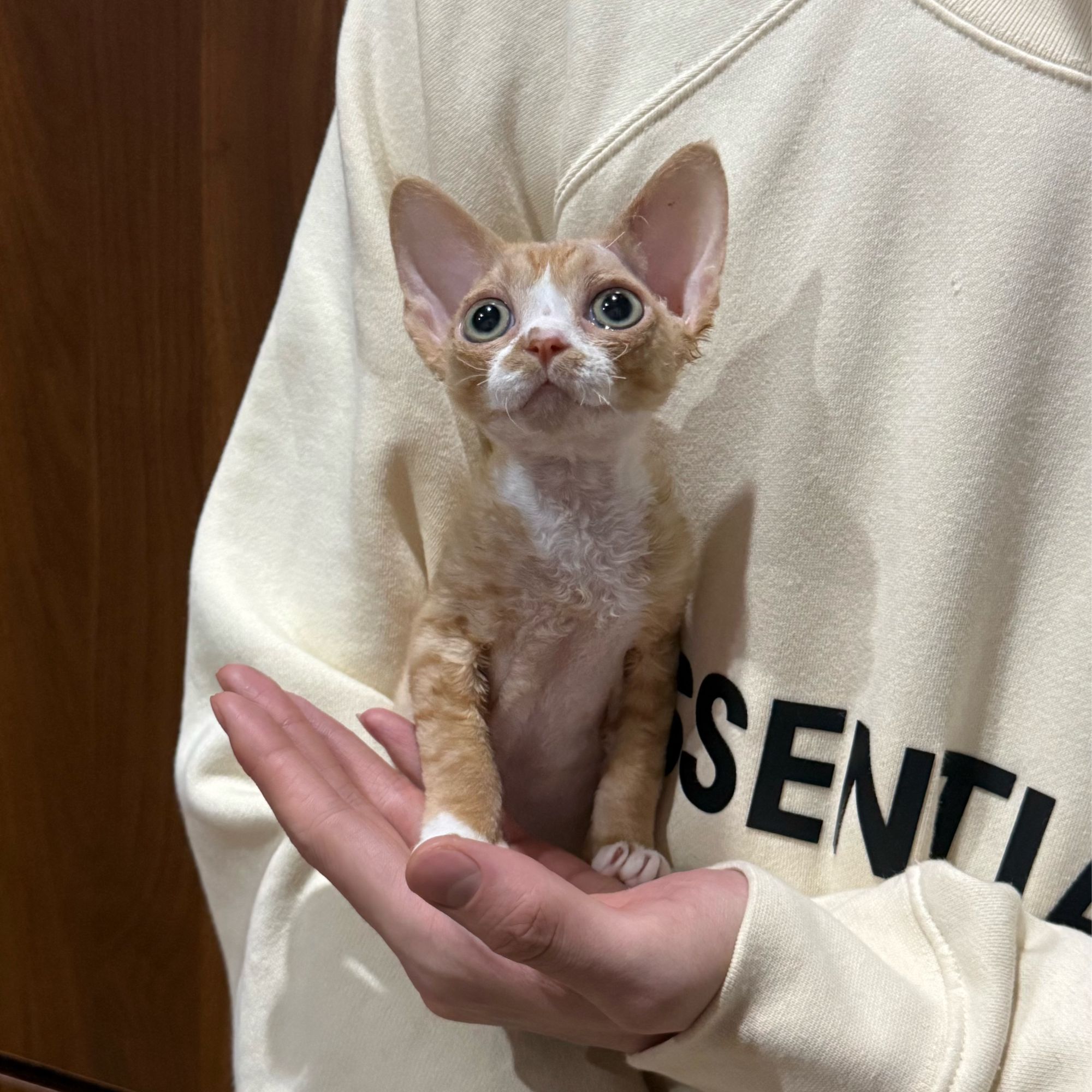0528红虎斑弟弟瓜瓜德文卷毛猫